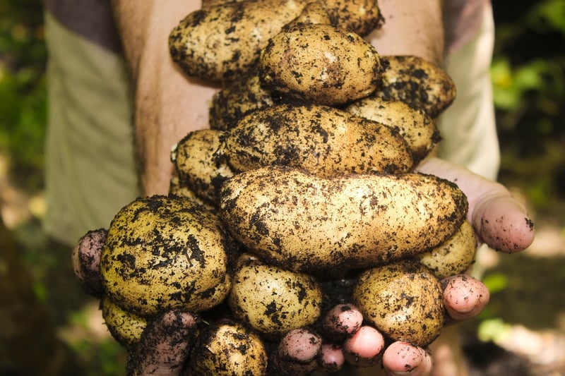Galactic Harvesting
